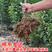 脆红李子树苗包成活当年结果南北方种植死苗免费补发