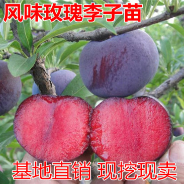 风味玫瑰李子树苗包成活当年结果南北方种植死苗免费补发