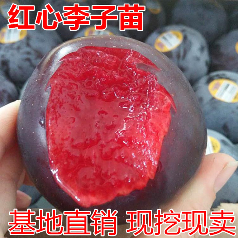 红心李子树苗包成活当年结果南北方种植死苗免费补发