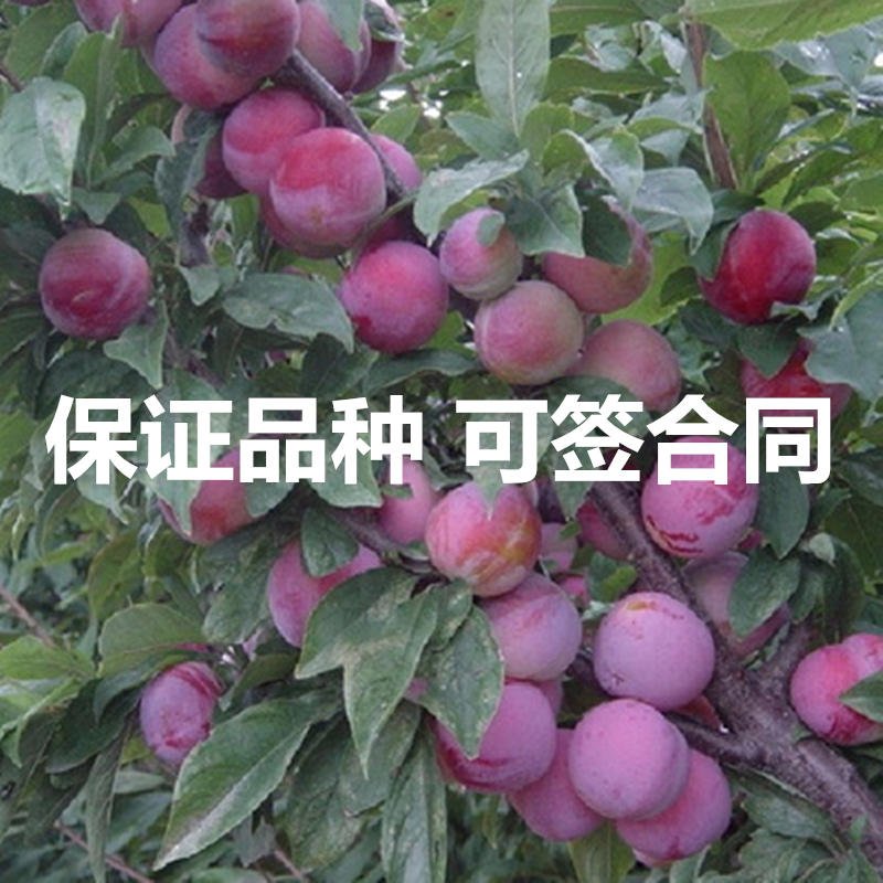 红心李子树苗包成活当年结果南北方种植死苗免费补发