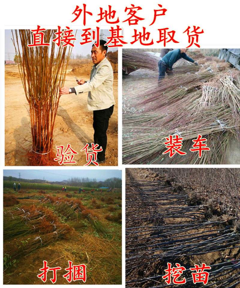 红心李子树苗包成活当年结果南北方种植死苗免费补发