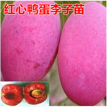 红心鸭蛋李子树苗包成活现挖现卖当年结果南北方种植