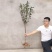 红心鸭蛋李子树苗包成活现挖现卖当年结果南北方种植