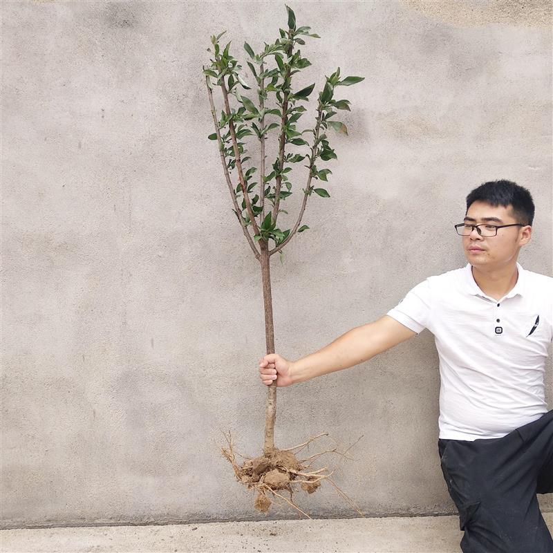 红心鸭蛋李子树苗包成活现挖现卖当年结果南北方种植