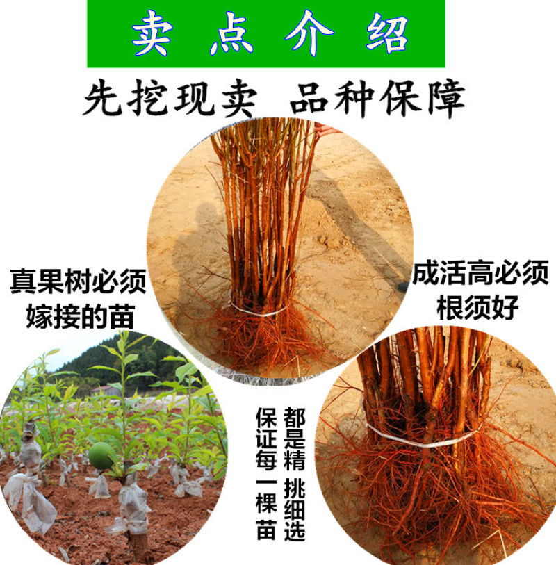 红心鸭蛋李子树苗包成活现挖现卖当年结果南北方种植