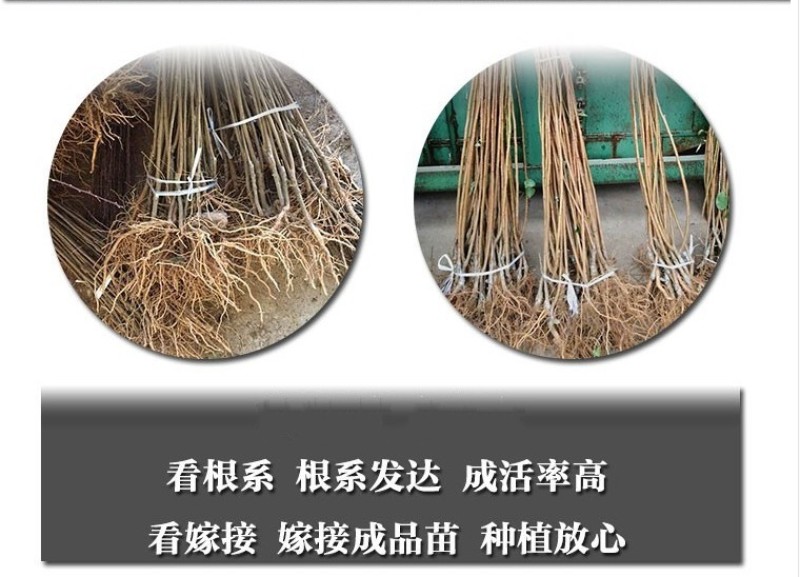 红心鸭蛋李子树苗包成活现挖现卖当年结果南北方种植