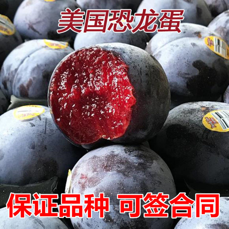 恐龙蛋李子树苗包成活现挖现卖当年结果南北方种植