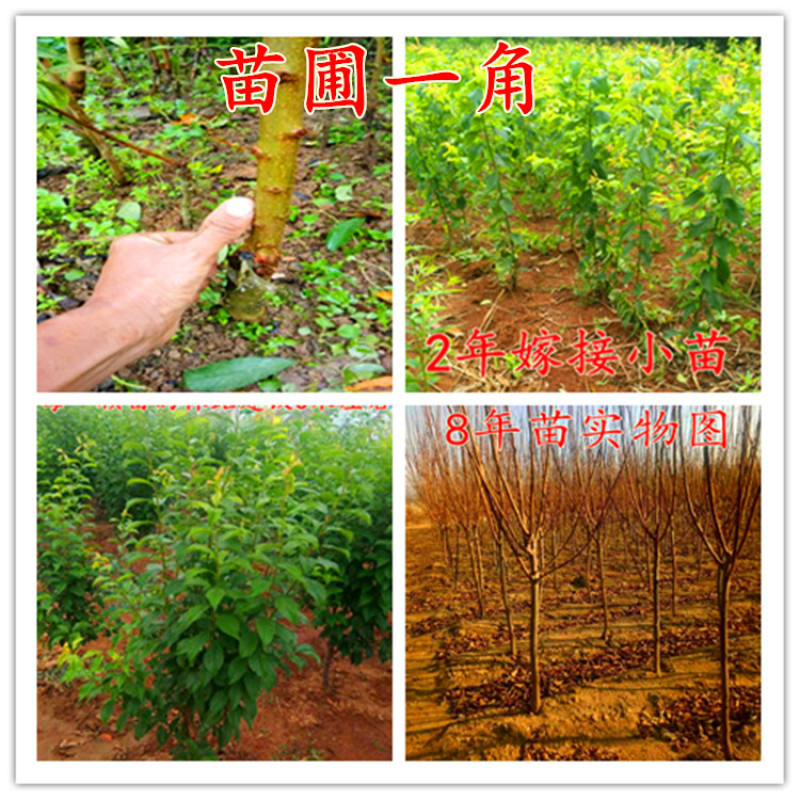 恐龙蛋李子树苗包成活现挖现卖当年结果南北方种植