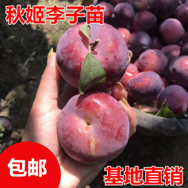 秋姬李子树苗包成活现挖现卖当年结果南北方种植