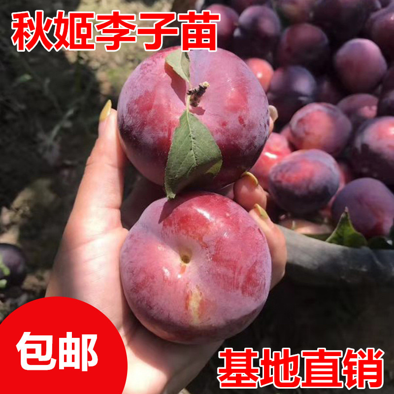 秋姬李子树苗包成活现挖现卖当年结果南北方种植