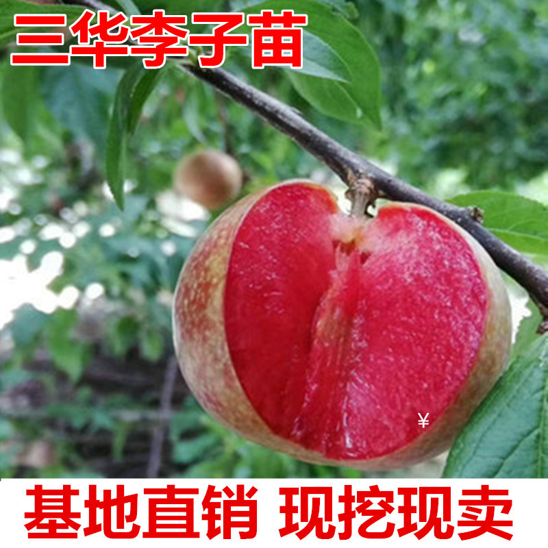 三华李子树苗包成活现挖现卖当年结果南北方种植