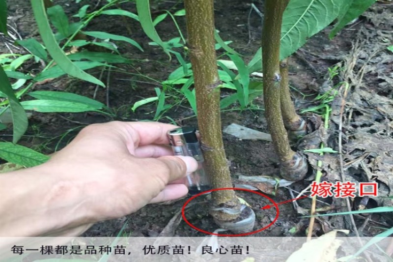 三华李子树苗包成活现挖现卖当年结果南北方种植