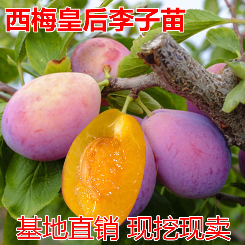 西梅皇后西梅苗包成活现挖现卖当年结果南北方种植