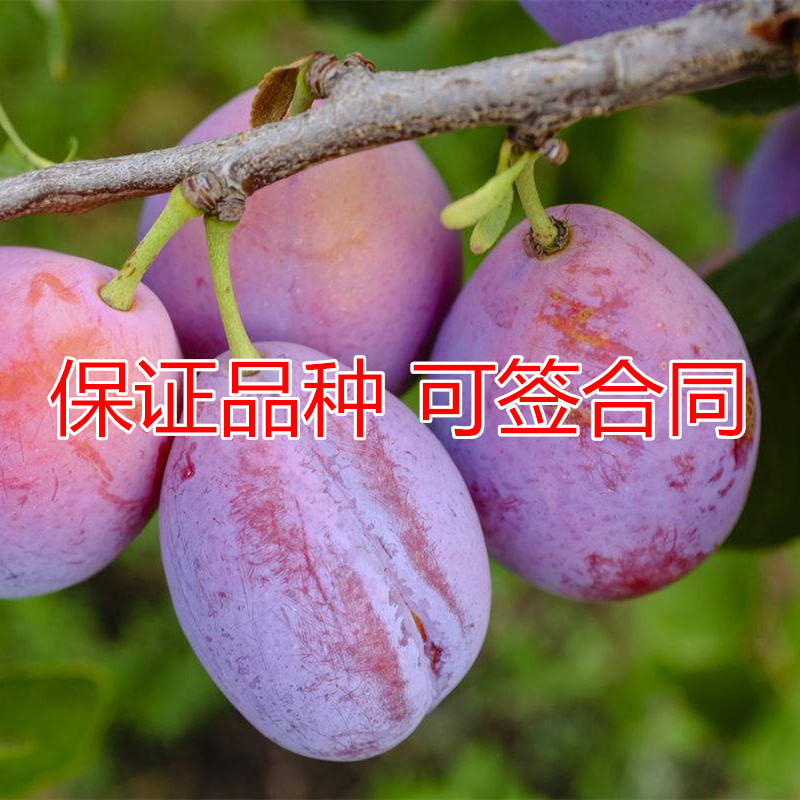 西梅皇后西梅苗包成活现挖现卖当年结果南北方种植