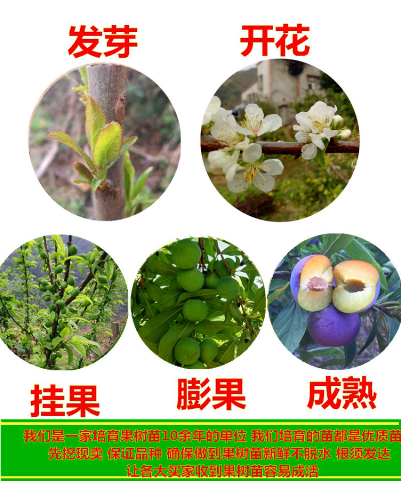 西梅皇后西梅苗包成活现挖现卖当年结果南北方种植