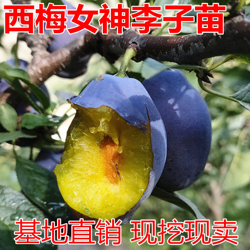 西梅女神西梅苗包成活现挖现卖当年结果南北方种植