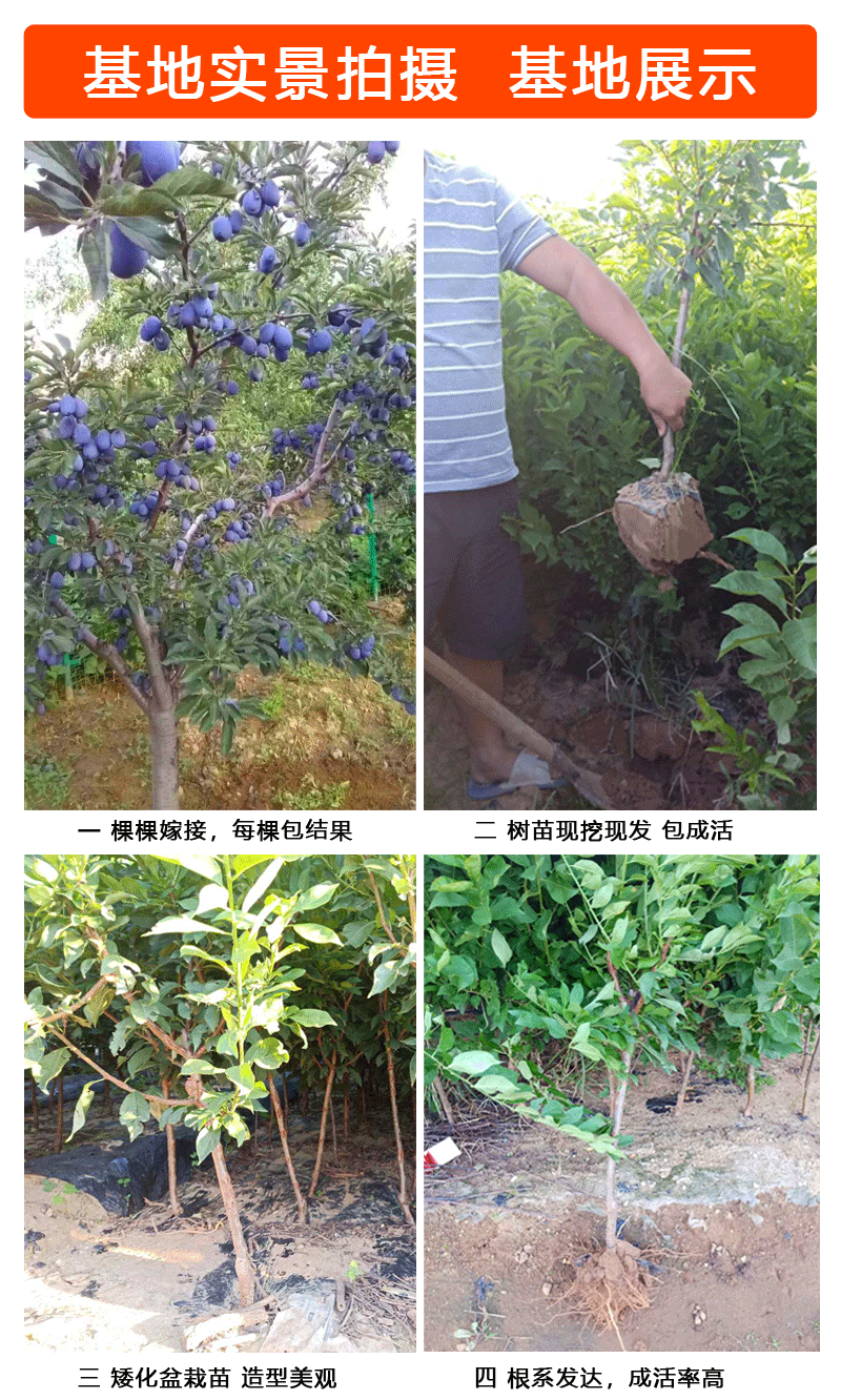 西梅女神西梅苗包成活现挖现卖当年结果南北方种植