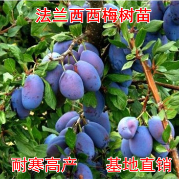 法兰西西梅苗包成活现挖现卖当年结果南北方种植