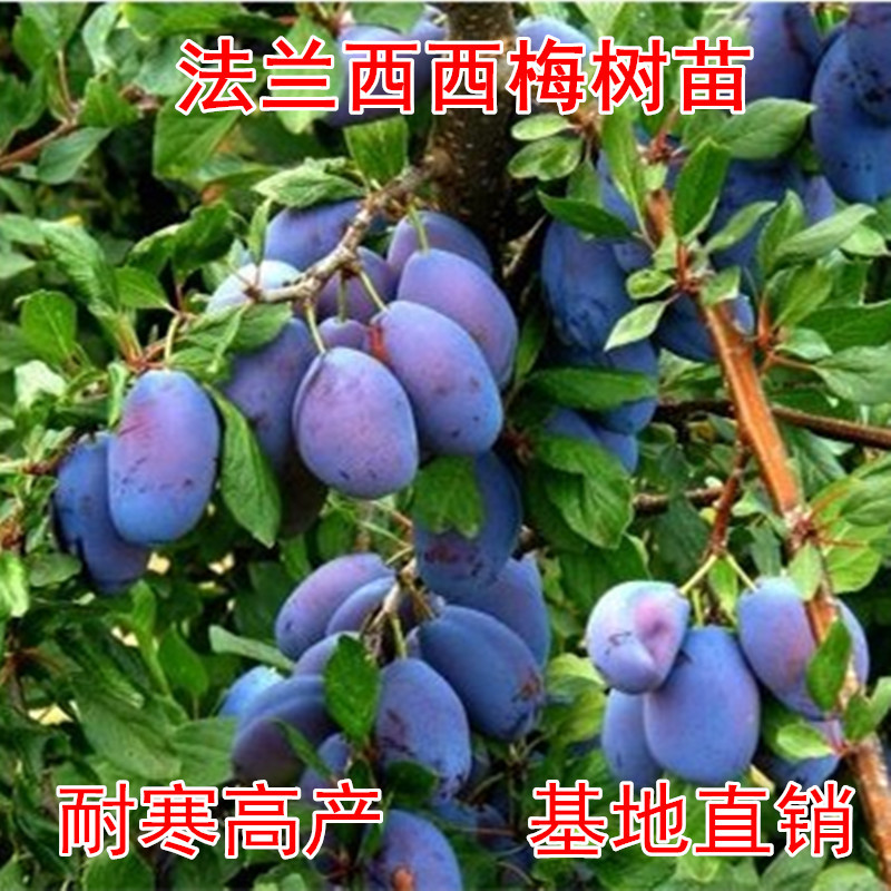 法兰西西梅苗包成活现挖现卖当年结果南北方种植