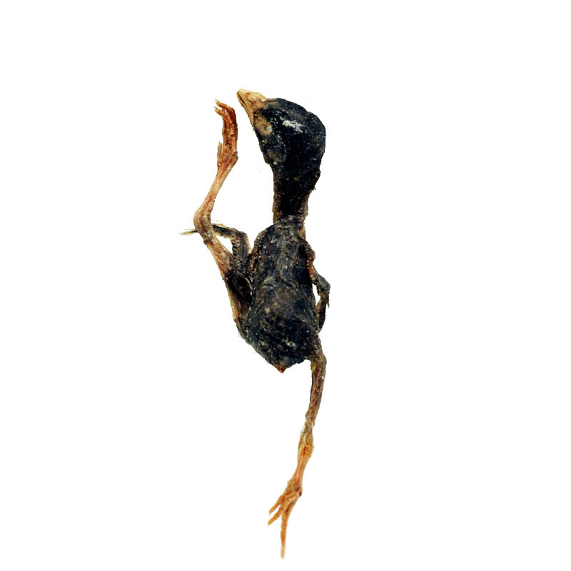 宠物冻干鹌鹑猫咪零食增肥发腮小鹌鹑肉干营养美毛生骨肉