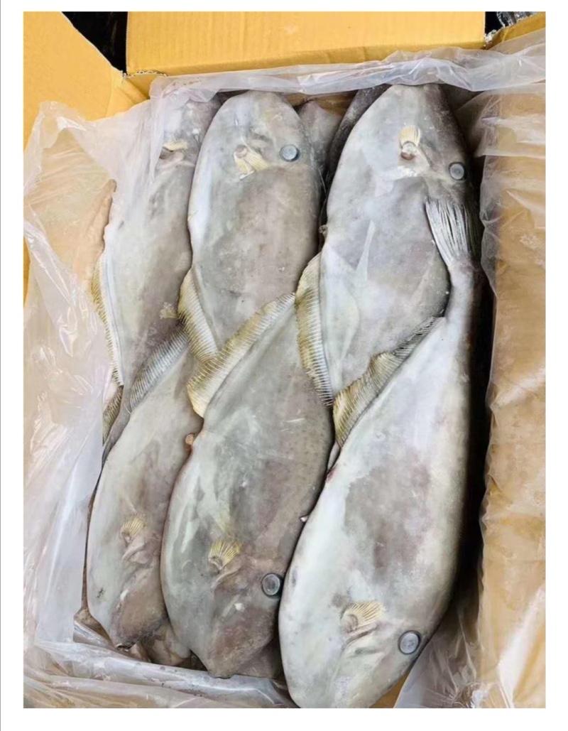 马面鱼整只橡皮鱼剥皮鱼批发