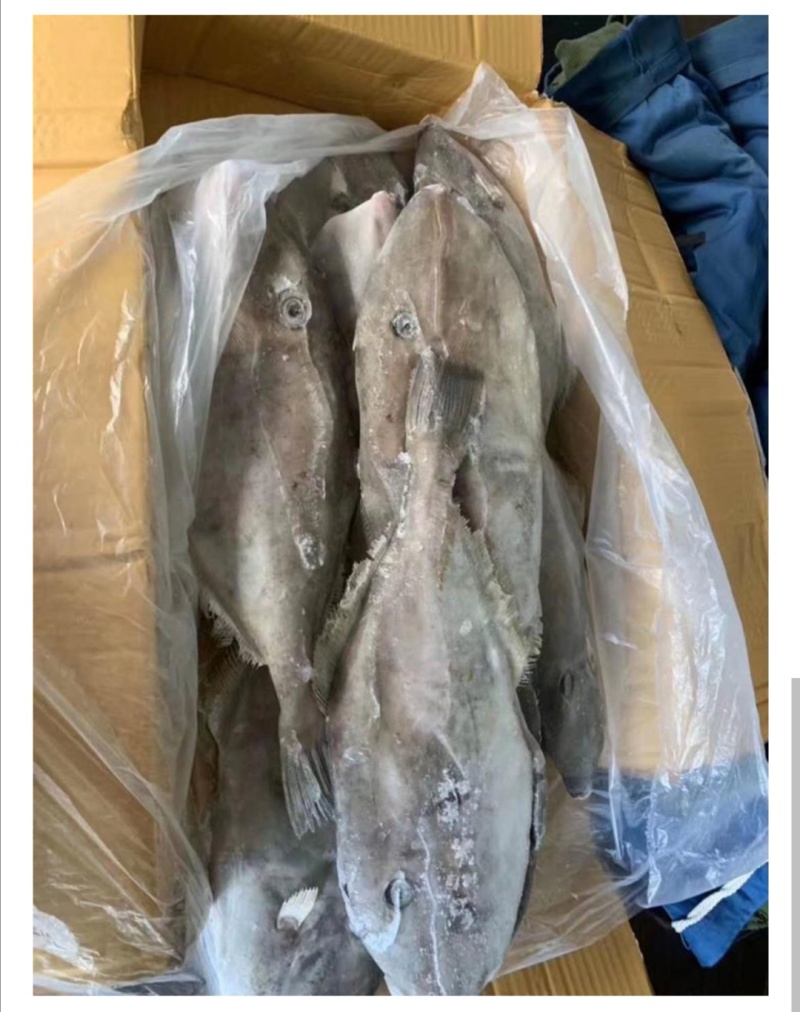 马面鱼整只橡皮鱼剥皮鱼批发
