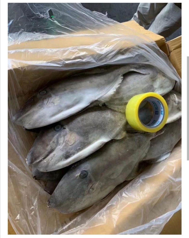 马面鱼整只橡皮鱼剥皮鱼批发