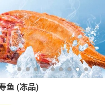 长寿鱼橙鲷鱼、橙棘鲷批发
