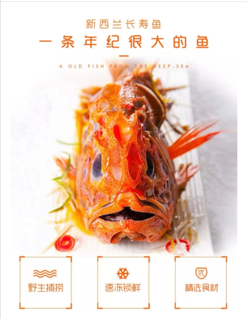 长寿鱼橙鲷鱼、橙棘鲷批发
