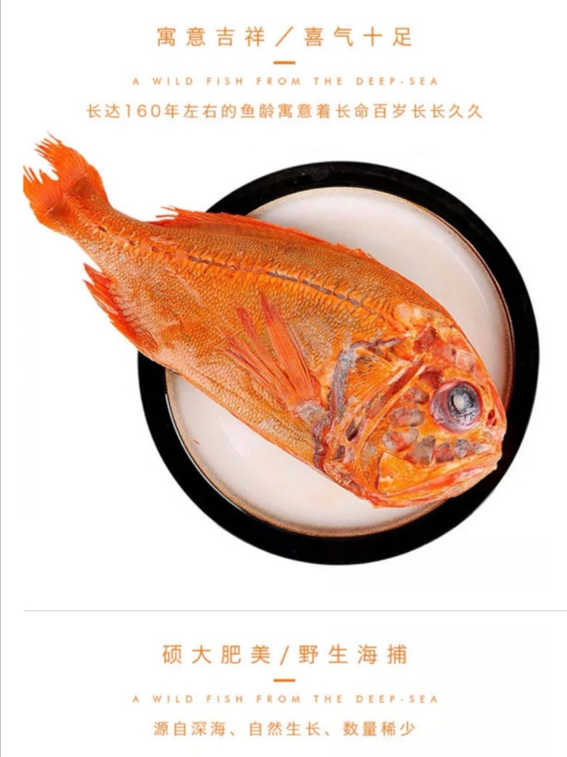 长寿鱼橙鲷鱼、橙棘鲷批发