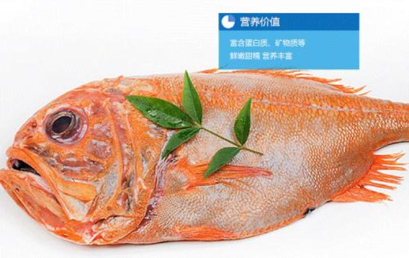 长寿鱼橙鲷鱼、橙棘鲷批发