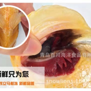 印度冰川黄鱼黄花鱼批发