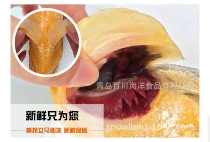 印度冰川黄鱼黄花鱼批发