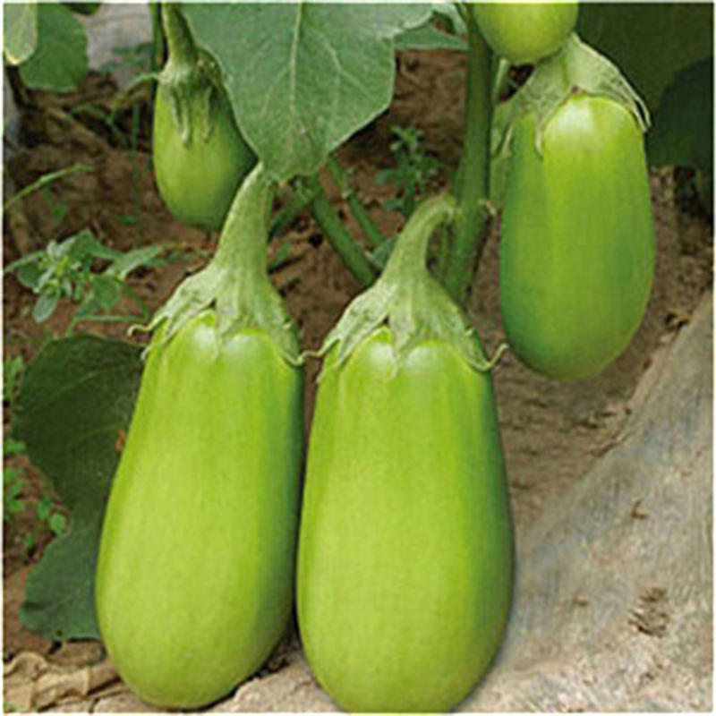 群兴绿圆茄种子绿罐茄子籽绿冠茄种子早熟白长茄蔬菜四季种