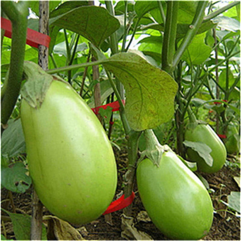 群兴绿圆茄种子绿罐茄子籽绿冠茄种子早熟白长茄蔬菜四季种