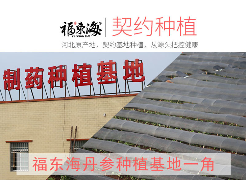 福东海丹参丹参片丹参茶广西大片丹参粒200克紫丹参包