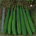 广东八棱棱角丝瓜种子泰国原种产量高棱角丝种