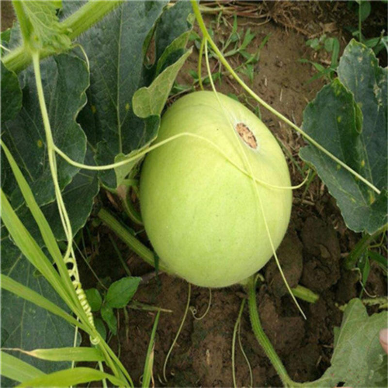 台湾香芋冬瓜种子圆宝小冬瓜种子抗病味香独特新芋香冬瓜种子