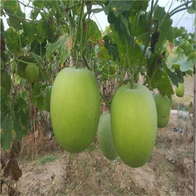 台湾香芋冬瓜种子圆宝小冬瓜种子抗病味香独特新芋香冬瓜种子