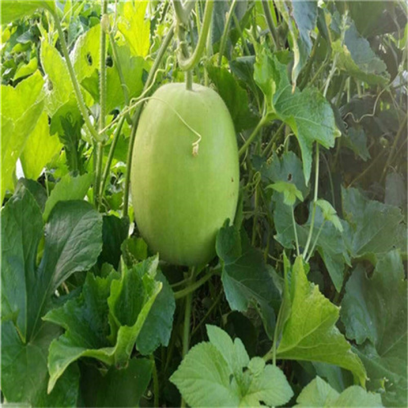 台湾香芋冬瓜种子圆宝小冬瓜种子抗病味香独特新芋香冬瓜种子
