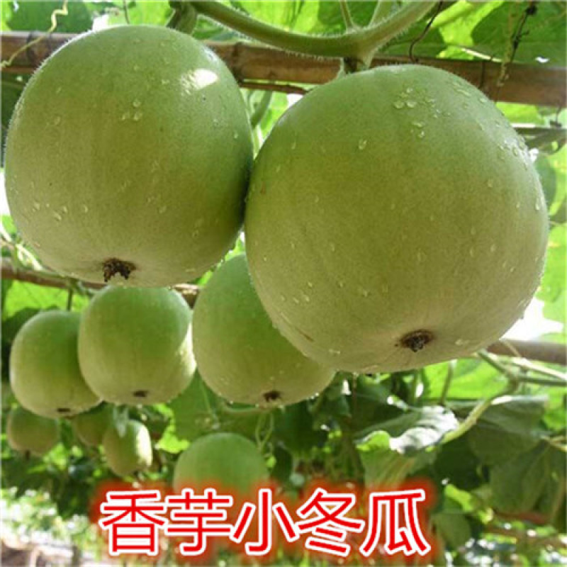 台湾香芋冬瓜种子圆宝小冬瓜种子抗病味香独特新芋香冬瓜种子