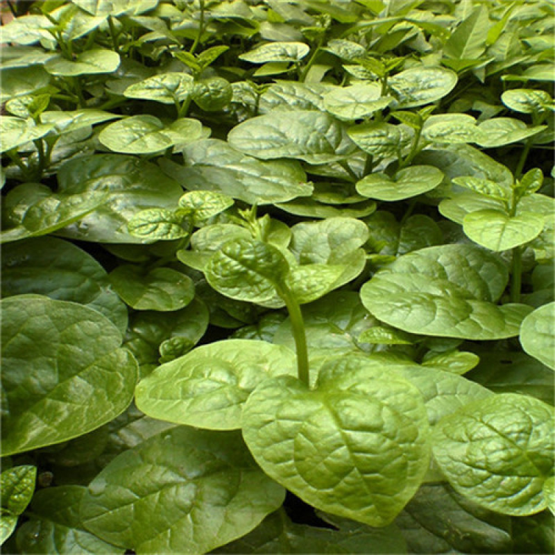 大圆叶木耳菜种子高产蔬菜豆腐菜种子孑爬藤蔬菜籽四季