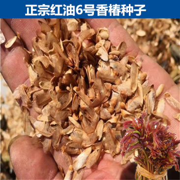 红油6号香椿种子香椿芽苗菜籽芽脆嫩香椿芽种子发芽率高红椿