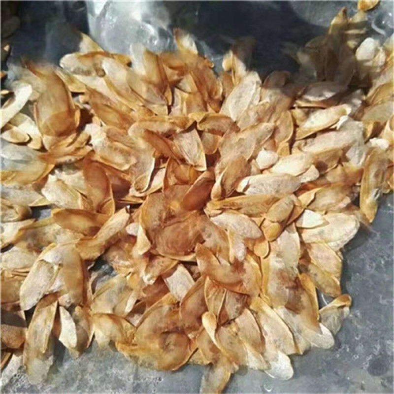 红油6号香椿种子香椿芽苗菜籽芽脆嫩香椿芽种子发芽率高红椿