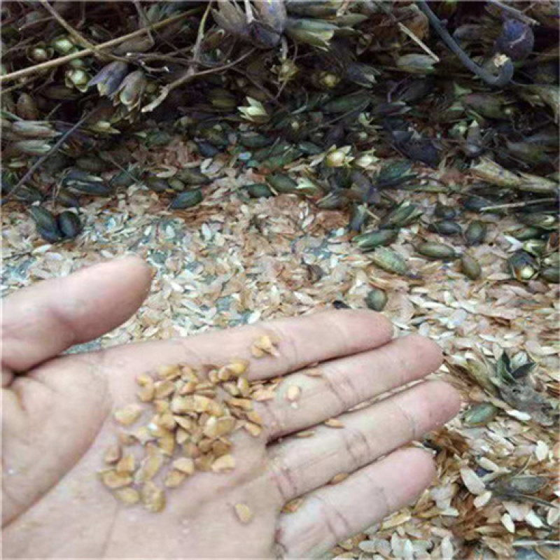 红油6号香椿种子香椿芽苗菜籽芽脆嫩香椿芽种子发芽率高红椿