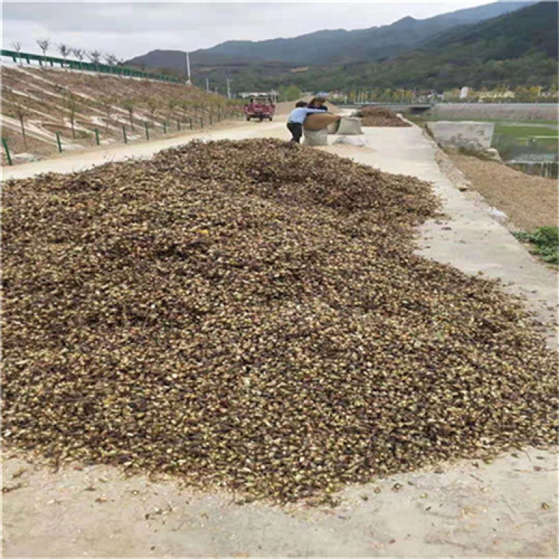 红油6号香椿种子香椿芽苗菜籽芽脆嫩香椿芽种子发芽率高红椿