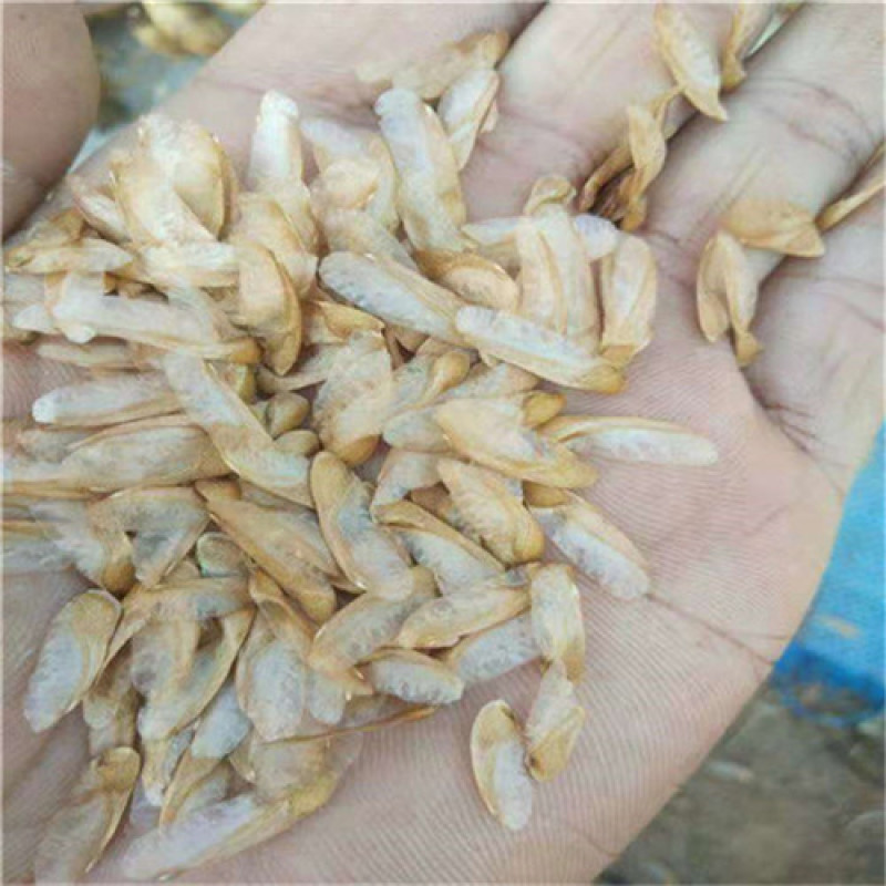 红油6号香椿种子香椿芽苗菜籽芽脆嫩香椿芽种子发芽率高红椿
