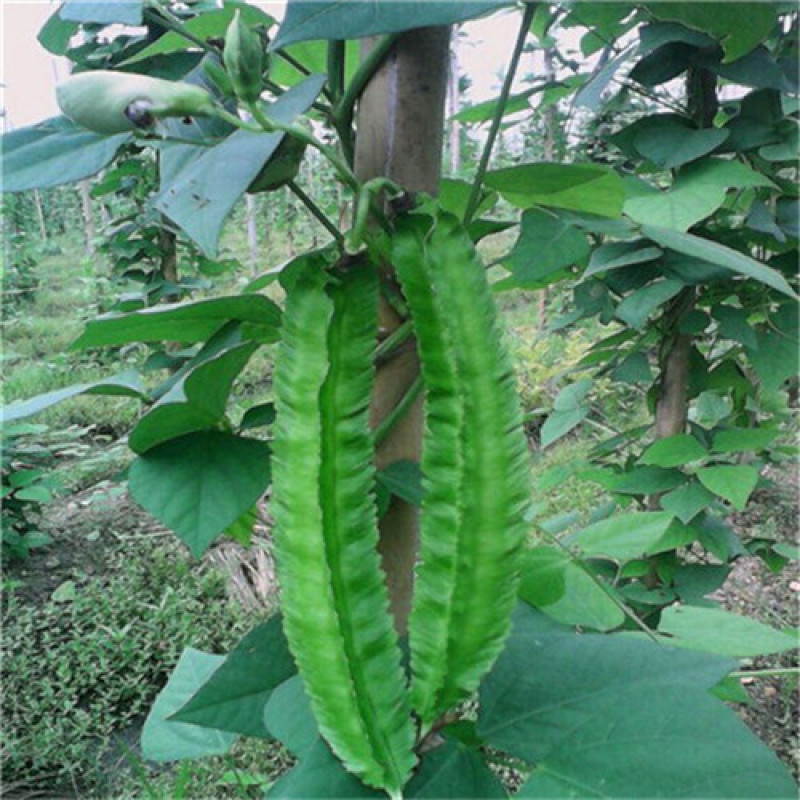 四棱豆种子杨桃豆四角豆翼豆种子种植容易春夏秋播种健蔬