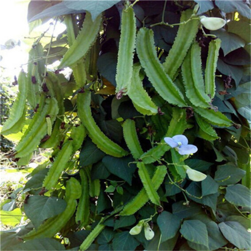 四棱豆种子杨桃豆四角豆翼豆种子种植容易春夏秋播种健蔬