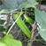四棱豆种子杨桃豆四角豆翼豆种子种植容易春夏秋播种健蔬